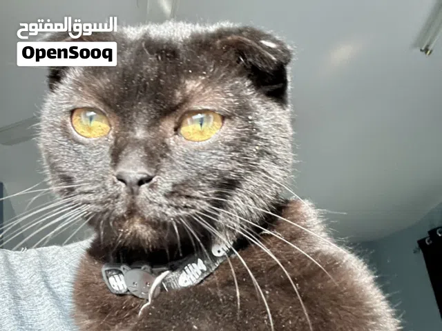 Scottish Fold