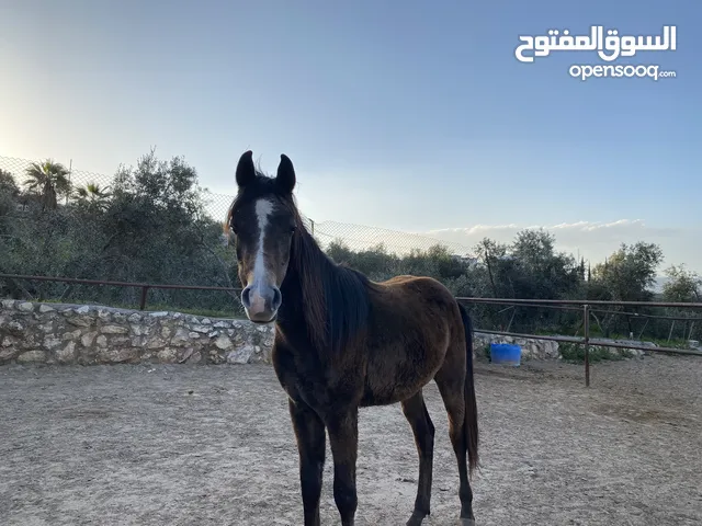 foal for sale مهر للبيع