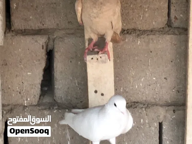 حمام دشش وارافل