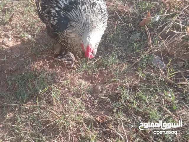 فروج ابراهما استريت