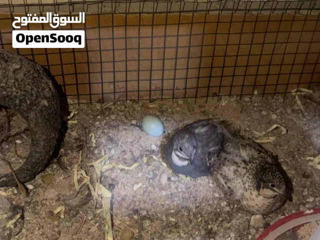 سمان ملكي عدد 2 نثايه واحد فحل للبيع تواصل خاص تفاصيل بل بايو