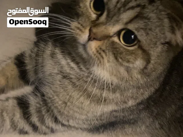 Scottish fold female cat