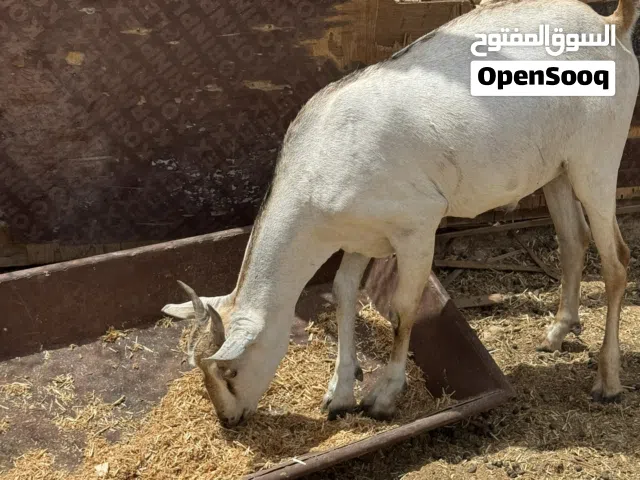 تيوس صومالية مطعومة الحجم الوسط قريب من الكبير