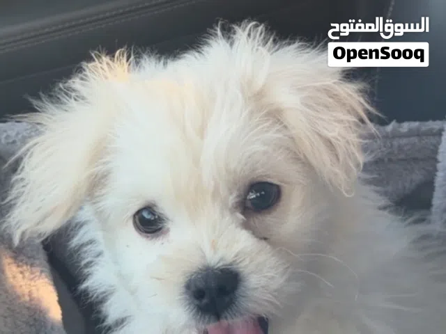 كلب مالتيز العمر 3 شهور بيور الحجم صغير
