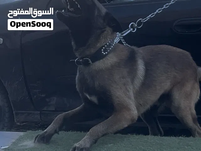 ذكر فحل مالينوا للبيع