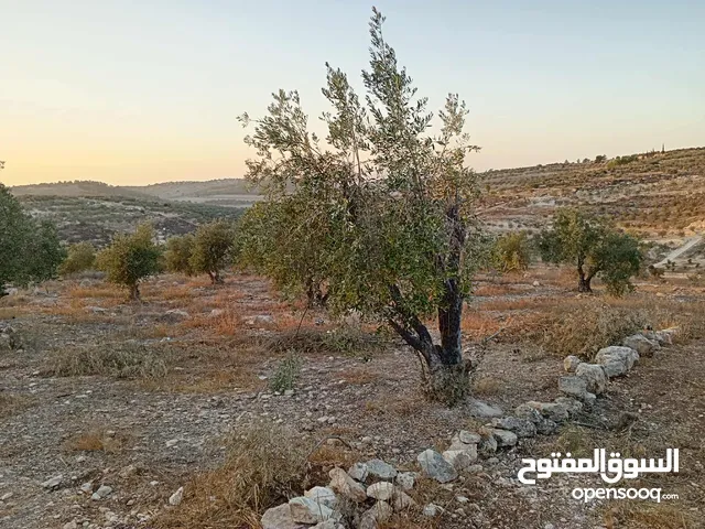 ارض مزروعة زيتون للبيع