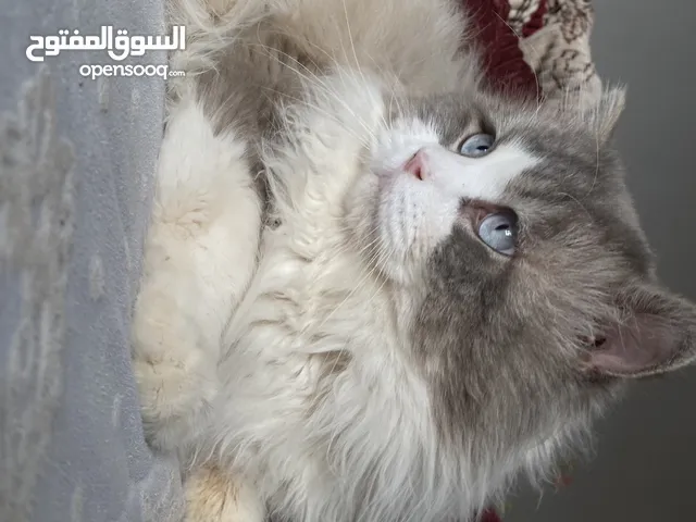 قط ذكر للتزاوج فقط