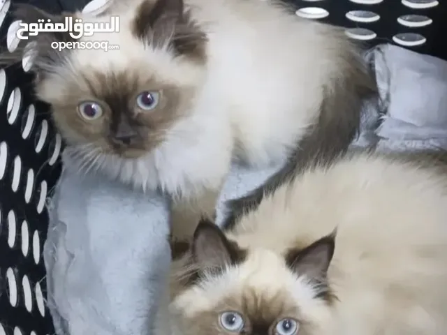 قطط هملايا للبيع ذكر وانثى اسمها بيلا وفطعه عمر 4 شهور السعر شامل الاثنين