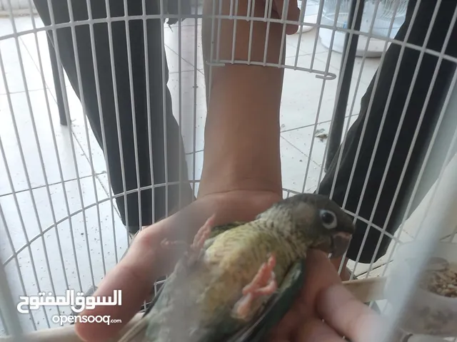 ببغاء كنيور نوع بيرلي و مزيد من الطيور و مستلزماتها