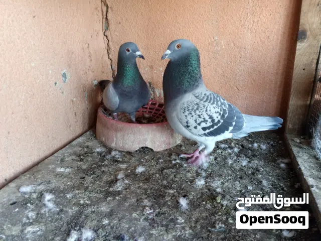 حمام زواجل شرط التبزير