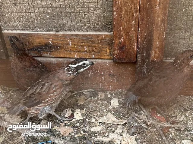 حجا اسود للبيع أو البدل