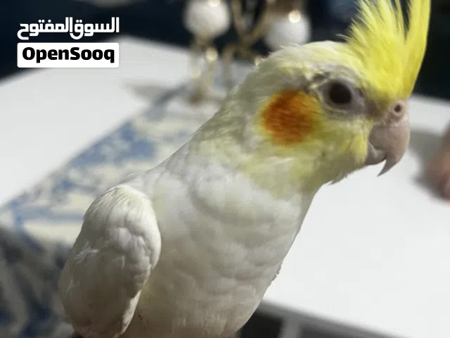 كوكتيل او كروان