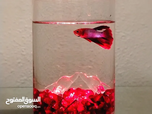 هدية رائعة، شكل جميل، وراحة نفسية في مكانك خلي ركن صغير من بيتك يعيش مع روح...