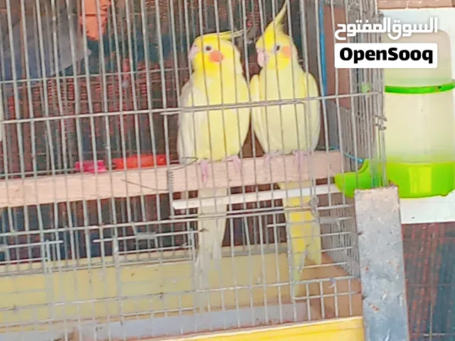 طيور بغبغاء