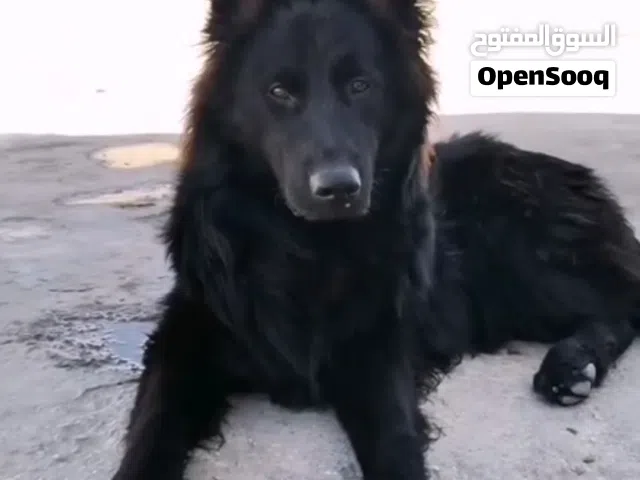 جيرمن شيبرد بيور للبيع ذكر و أنثى مواصفات عالمية نفس الصور . صورهم و هما صغار و كبار