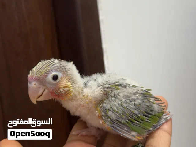 فروخ باينبل كنيور عس محجل من انتاجي
