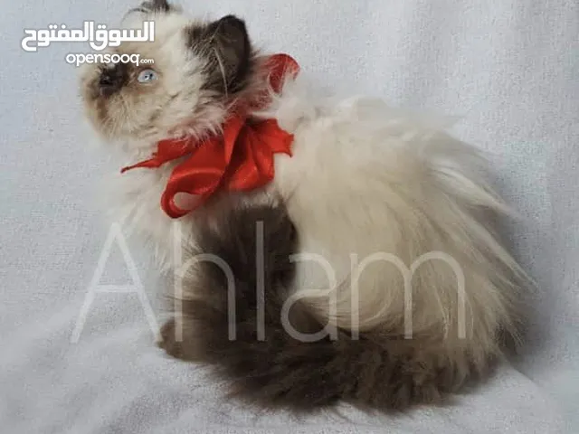قط ذكر بيرشن بيكي فيس أليف جداً للبيع في صنعاء