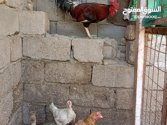 دجاج عرب للبيع دجاجتين وديك دجاج نضيف ومال بيت خشنات سعر الكل 45 مكاني ابي الخصيب عويسيان