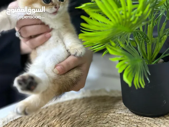 قط دكر شهرين