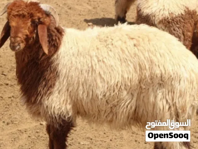 خرفان نعيميات ضحايا العيد المقبل بأسعار مناسبة  السعر شامل التوصيل