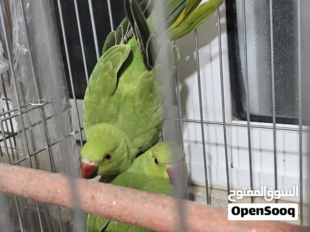 جوز دره اليف