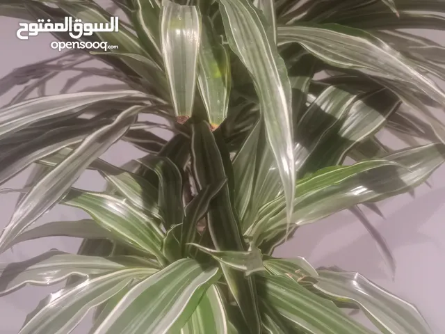 we provided indoor and outdoor plants with pots our rates are best in the market