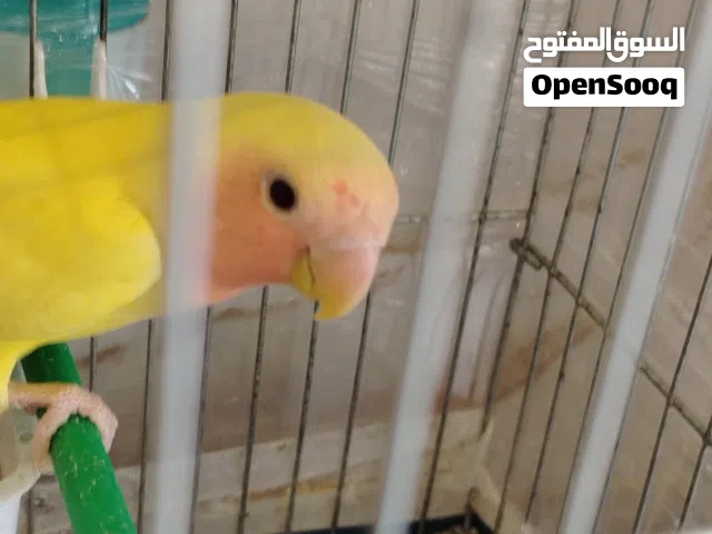 ببغاء روز للبيع مع قفص طائر اليف وجميل جدا ما شاء الله تعالى