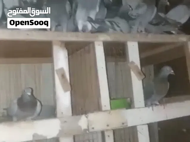 حمام زاجل ازرق شذري
