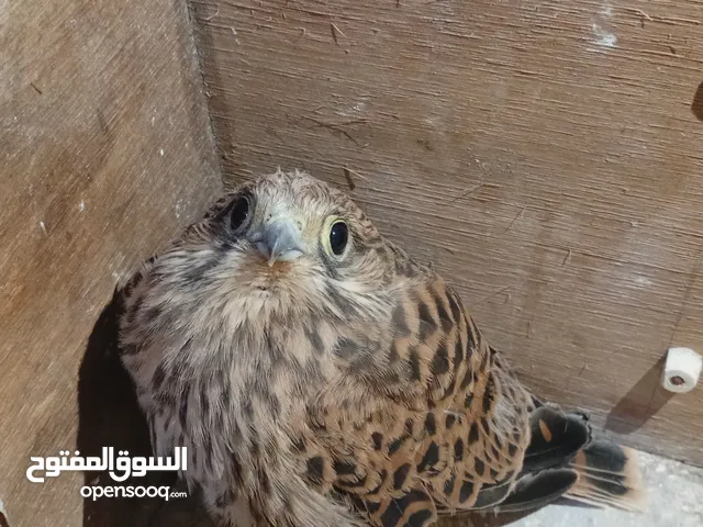 طائر العوسق او ما يسما الباشق للبيع الون بني فرخ عمره في الخاص