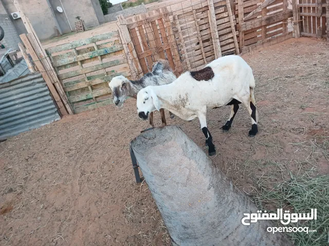 2نعاجه للبيع عودهم سمح