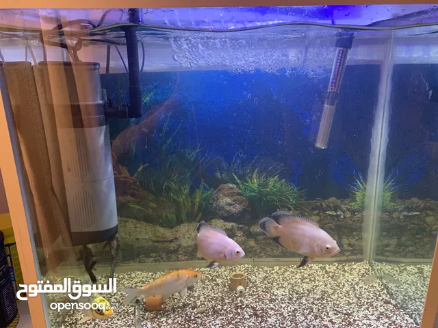 سمك للبيع مع الاكواريون