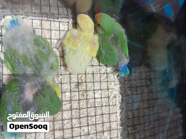 African Love Birds Hand Feeding Chicks