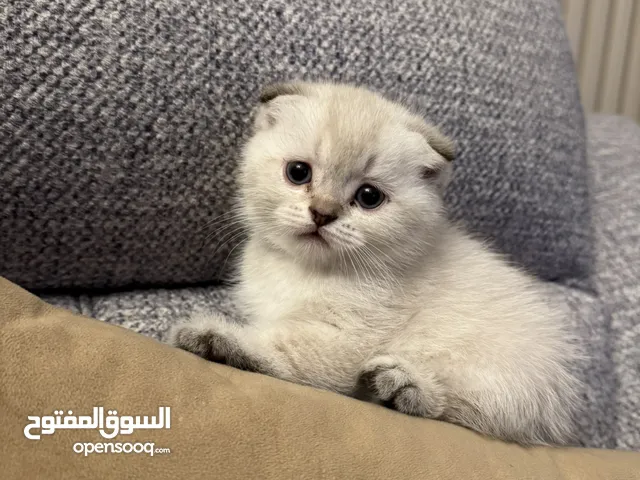 قطط سكوتش فولد للبيع