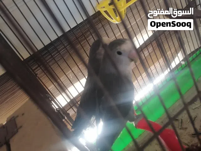 جوز روز كان معى بيض وفراخ قبل شهر و هسه بجهز ل بطن جبيد و سعر حرق