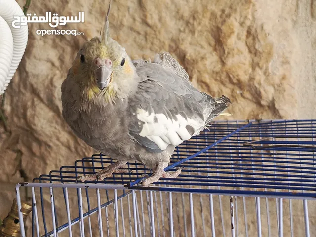 ببغاء كوكتيل