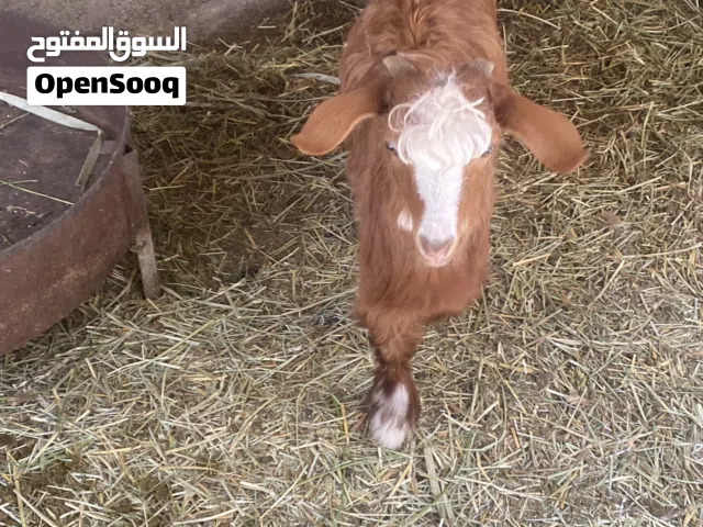 تيس للبيع اموره طيبه