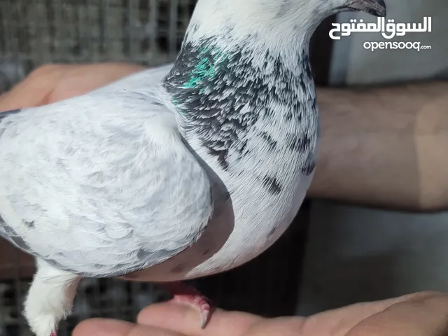 سلام عليكم زوج حمام