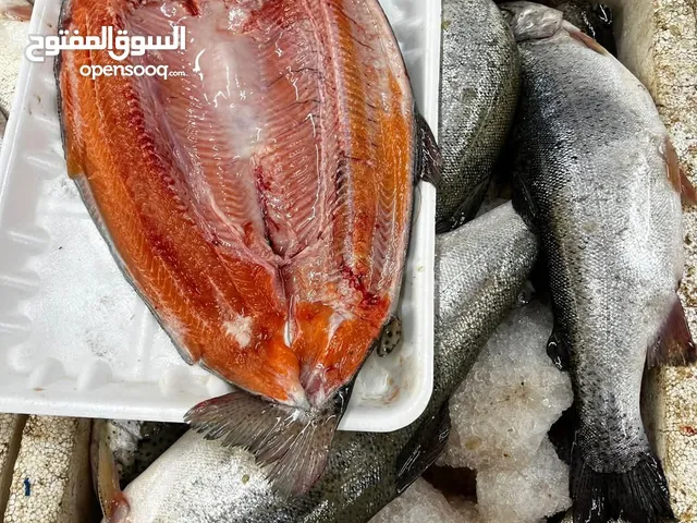 اسماك طازجه نهريه وبحريه