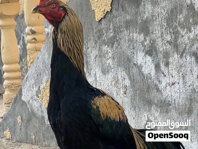 Aseel rooster jawa