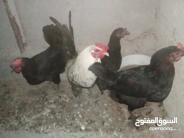 دجاج بلدي بياض للبيع