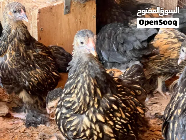 براهما سبرايت احمر درجة اولة