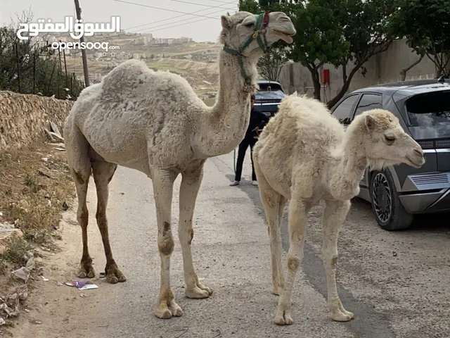 ناقه للبيع