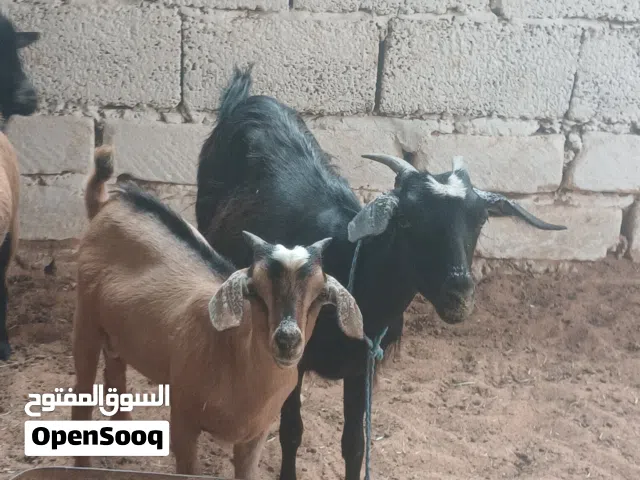 عنز مهجنة عالكردي  تنية  اولها ميلاد تحتها جدي كردي لون الله يبارك