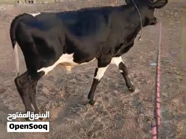 عجل نمساوي