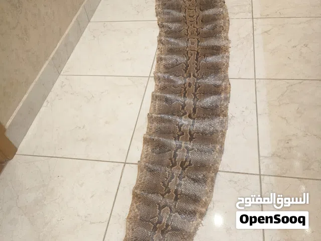 جلد طبيعي  للبيع