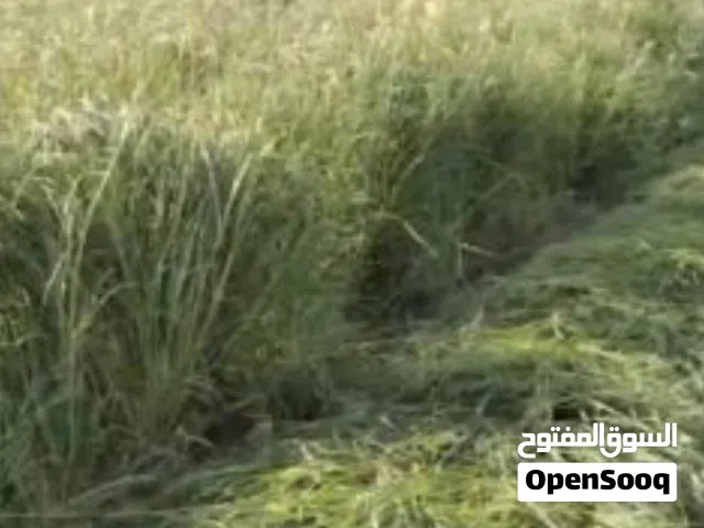بذور الحشائش الدودس
