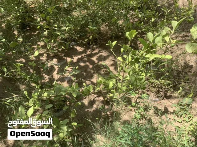 يتوفر شتلات الليمون العماني والليمون البرازيلي غزير في الثمار ترقيد هوائي