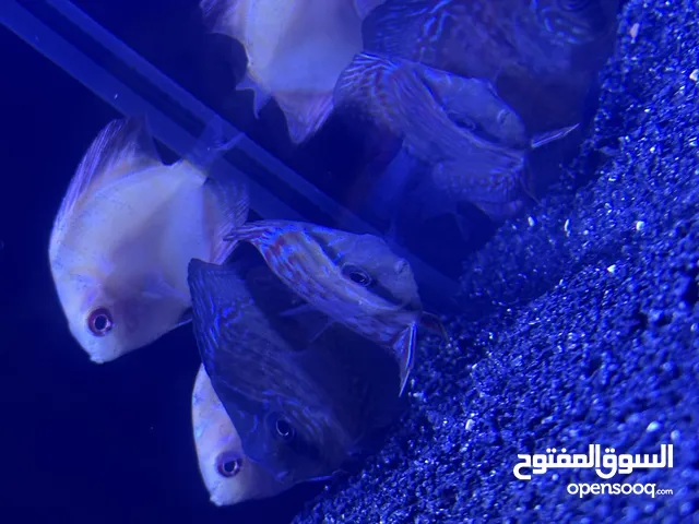 زوجين ديسكاس انتاج عراقي امهات ماليزيات بداية لون
