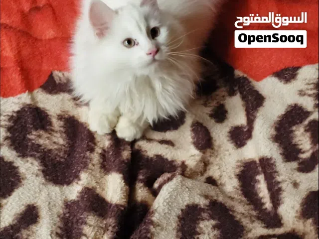 قطط شيرازي للبيع