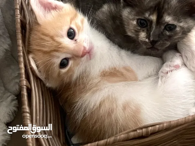 قطتين لتبني أنثى وذكر